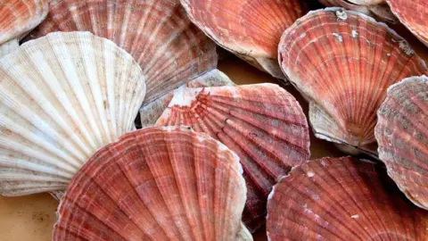 Shetland Shellfish Management Organisation King scallops