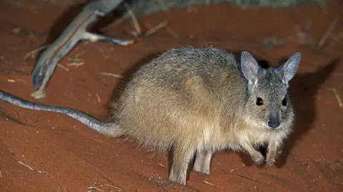 Getty Images A rufous hare-wallaby