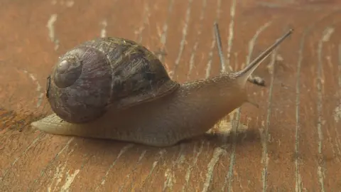 snail