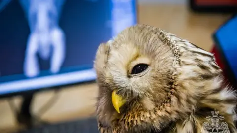 mchs_smolensk X-rayed owl