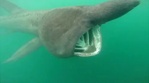 Craig Whalley Basking shark by Craig Whalley