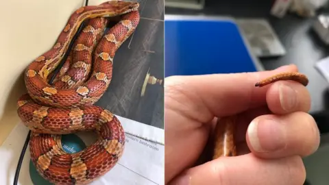 North Somerset Reptile Rescue Corn snake