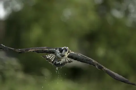 Geoff Harries  Osprey in the air