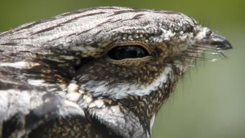 RSPB: Grahame Madge nightjar