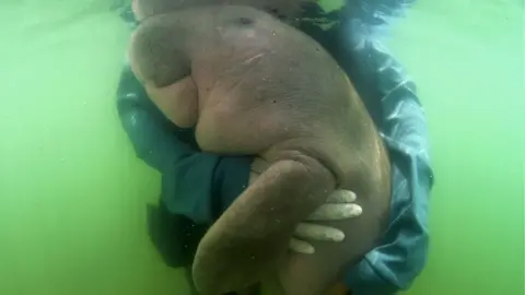 AFP Mariam the Dugong nuzzles into a rescuer