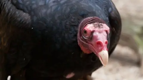 Frank Ronsholt A turkey vulture from North America