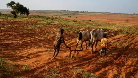 Ocha/Reuters Children attempt to plough a plantation using cattle in Grand Sud of Betsimeda, Maroalomainty commune, Ambovombe District, Madagascar May 2, 2021