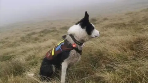 UWFRA Search dog in the Yorkshire Dales