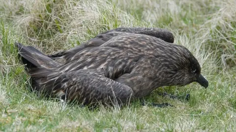 Craig Nisbet/NTS Bonxie