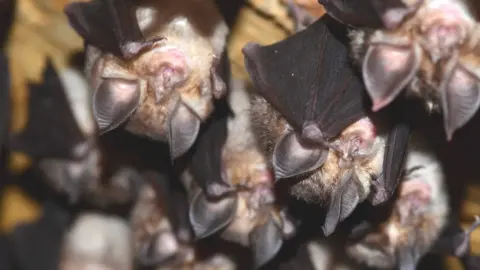 Francisco Amorim Bats