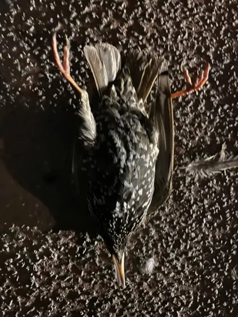 Pembrokeshire Herald Dead bird