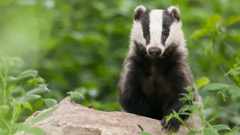 Getty Images Badger