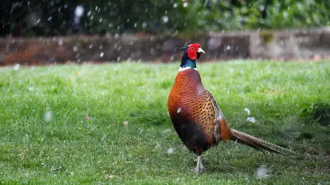 NikNak1970/BBC Weather Watchers Pheasant on grass during snowfall