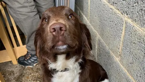 Bedfordshire Police Springer spaniel
