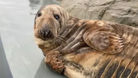 Cornish Seal Sanctuary Seal during moult