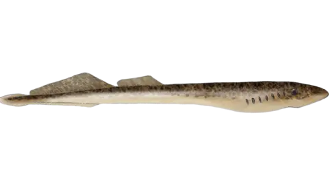 Loughs Agency sea lamprey