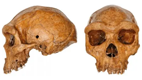 NHM Kabwe Skull