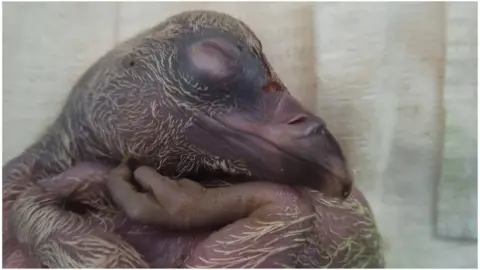 London Zoo Baby vulture