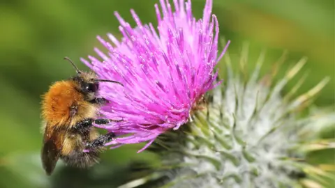 Getty Images Bee on thistle
