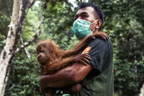 Charlie Dailey SOCP staff member holds the baby orangutan at the release site of Jan to whilst waiting for the mother to be brought round from the sedative.