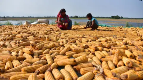 Getty Images maize