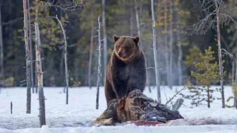 Jenny Hibbert A brown bear guarding its kill - a moose - in Finland