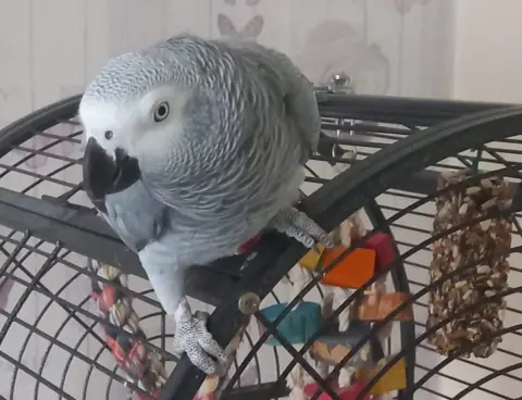 Billie-Jean Page Parrot