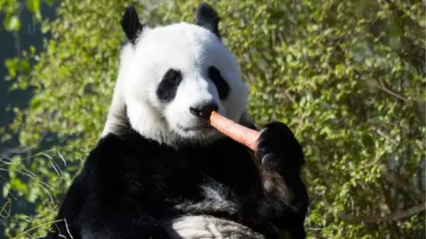 Royal Zoological Society of Scotland Tian Tian