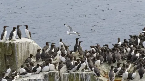 National Trust Guillemot colony on Farne Islands