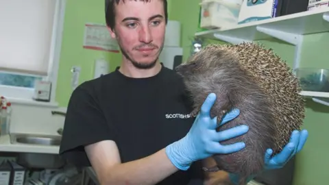 Scottish SPCA Hedgehog