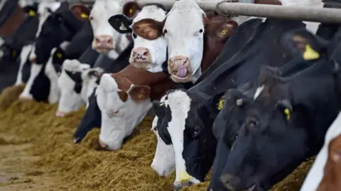 Getty Images File photo: Cows at a farm