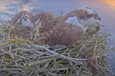 Rutland Osprey Project Maya with some of her chicks
