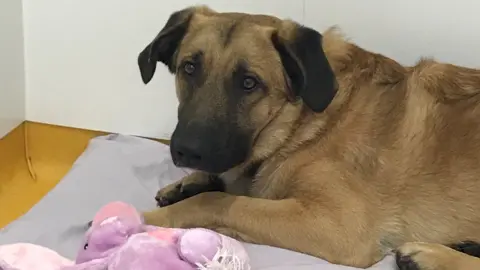 Scarsdale Vets Mickey the Belgian Shepherd dog