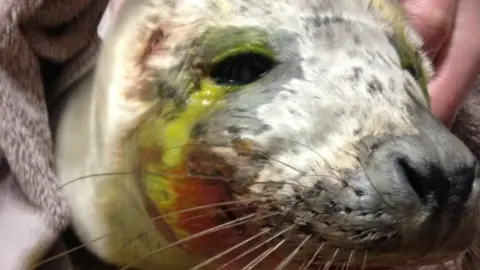 British Divers Marine Life Rescue Seal pup which had to be put down