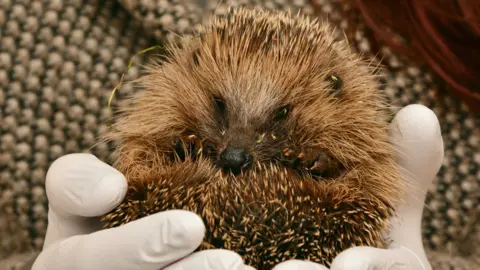 Hedgehog Rescue A hedgehog rolled into a ball with it's face visible being held in white gloved hands