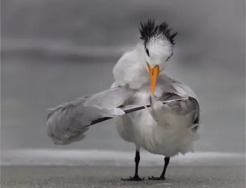 Daniele D'Ermo A bird ruffling its wings