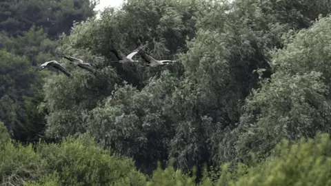 Eddie Marsh Crane adults and chicks flying over RSPB Snape Wetlands