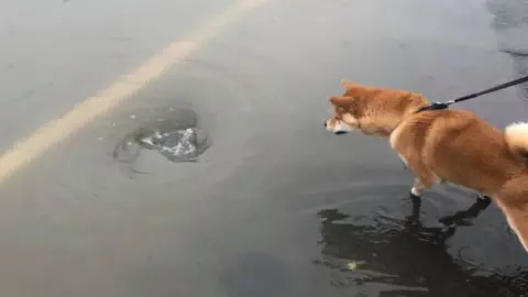 Stephanie Hall Dog Jubei examines the flood water