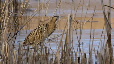 Tim Stenton A Bittern