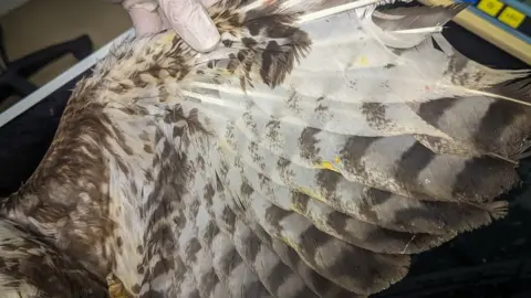 RSPCA bird with broken wing