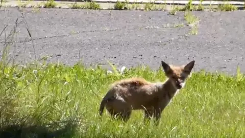 Global News/YouTube Urban coyote, Montreal
