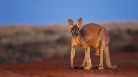 Kangaroo