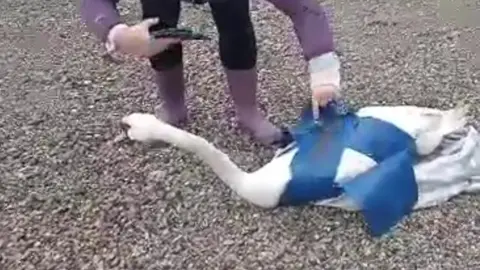 Athena Wildlife Care Swan