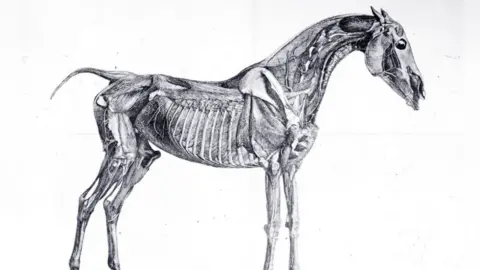 'The Anatomy of the Horse' illustration