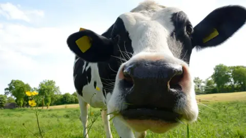 Thinkstock Cow