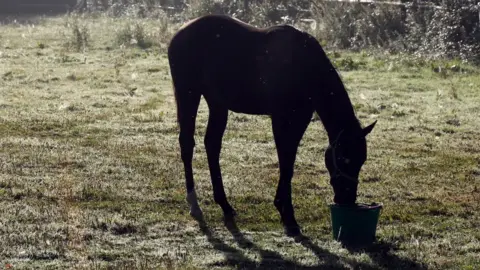 BBC Horse (file image)