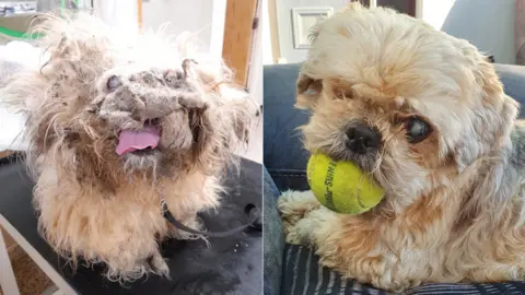 RSPCA Morris before and after treatment