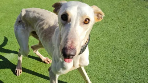 Bristol Animal Rescue Centre Soldier before treatment