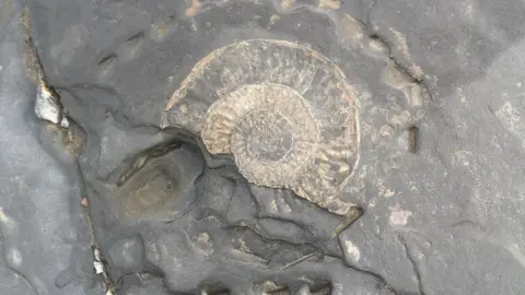 Paul Christopher Damaged fossil