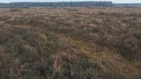 Lowland bog is one of the habitats which can be impacted